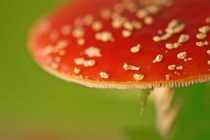 vintersvamp på vild natur botanisk bakgrund högkvalitativa utskrifter foto