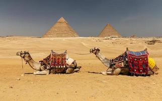 kameler i giza pyramidkomplex, kairo, egypten foto