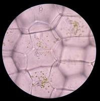 ostronväxtceller. växtceller under mikroskop. foto