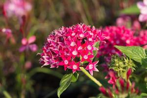 pentas lanceolata, allmänt känd som egyptisk stjärnhop foto