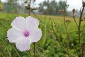 lila vit blomma med copyspace foto