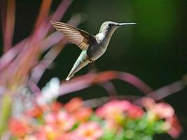 kvinnlig rubin throated kolibri i flykt foto