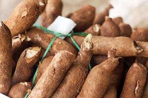 hög med kassava, även kallad maniok, yuca, balinghoy, mogo, mandioca, kamoteng kahoy, tapioka och maniokrot, en vedartad buske från familjen euphorbiaceae med ursprung i Sydamerika foto