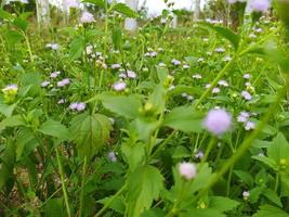 vackra lila blomsterfält på kvällen. söta ageratum conyzoides. foto