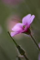 en enda rosa syrablomning foto