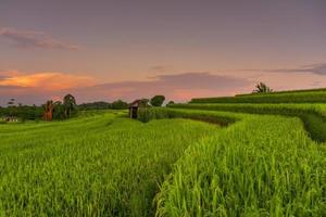 indonesisk morgonvy i gröna risfält foto