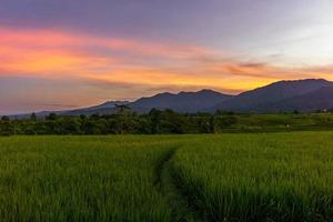 indonesiens extraordinära naturlandskap. morgonvy med en vacker himmel över de gulnade risfälten foto