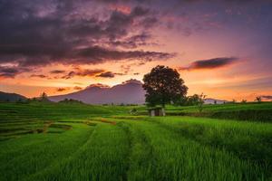 naturligt panorama av risfält och berg på landsbygden i Indonesien med soluppgång foto