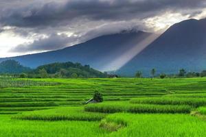 naturligt panorama av gröna risfält och berg på en solig morgon i Indonesien foto