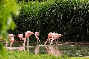 rosa stora fåglar större flamingos, phoenicopterus ruber, i vattnet. flamingos som rengör fjädrar. vilda djurscen från naturen. foto