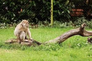 porträtt av vuxen makak i tropisk naturpark. fräck apa i naturskogsområdet. macaca mulatta copyspace. foto