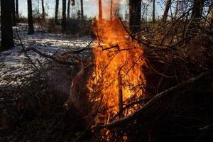 Brinnande eld. brasan brinner i skogen. konsistens av brinnande eld. brasa för matlagning i skogen. brinnande torra grenar. turistbrand i skogen. konsistens av brinnande grenar foto