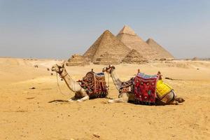 kameler i giza pyramidkomplex, kairo, egypten foto