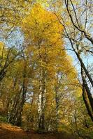 skog i yedigoller nationalpark, bolu, kalkon foto