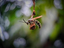 ett bi på en gren foto