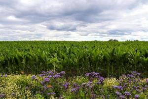 vackra blandade blommor med massor av lila phacelia blommar framför ett grönt jordbruksgrödefält foto