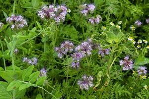 naturliga europeiska landskap. vackra lila lila blommande phacelia tanacetifolia blommor på ett fält vid solnedgången. foto