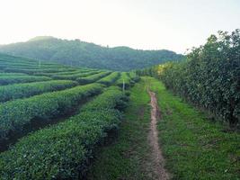 landskap vackert av teplantagen med bergsbakgrund foto