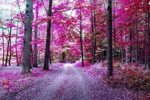 vackert rosa och lila infraröd panorama av en skog. foto