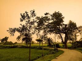 solnedgång landskap i bangladeshiskt ris field.selective fokus. foto