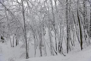 snötäckta träd på vintern foto