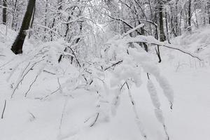 snötäckta träd på vintern foto