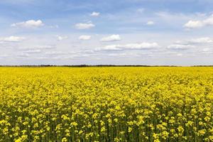 gulblommande raps i ett jordbruksfält foto