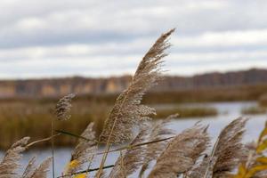 torrt gräs i ett sumpigt område under höstsäsongen foto