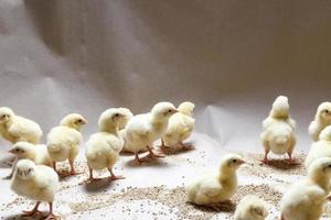 föda upp kycklingar i en fjäderfäfarm foto