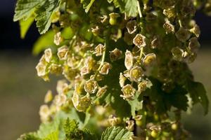 vinbär som blommar med små blommor på sommaren foto