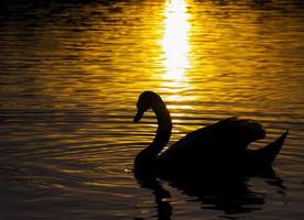 flytande vid solnedgången en svan foto