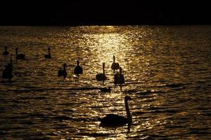 simning i gryningen av solen grupp svanar foto