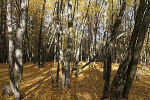 lövfällande ekar i skogen eller i parken foto