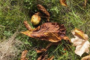 gulnande löv, närbild foto