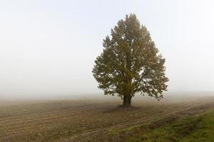 träd i dimman foto