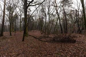 skog under hösten foto