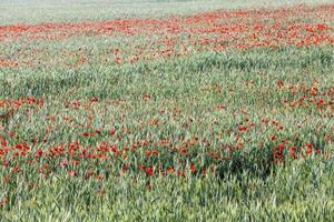 röda vallmo blommor på jordbruksmark foto