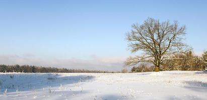 ensamt träd. snö. foto