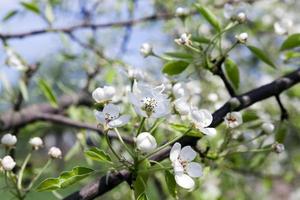 vita körsbärsblommor foto