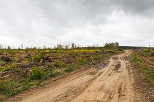 björkar efter en storm foto