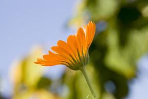 gul användbar blomma av ringblomma foto