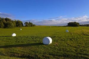 packat gräs - gräset packat i balar för utfodring av djur under en vintersäsong foto