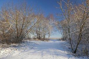 vinterskog och träd foto