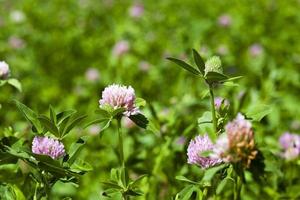 klöver blommor på nära håll foto