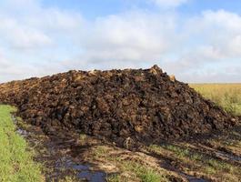 landas i en hög med gödsel foto