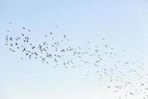 fåglar som flyger i himlen foto