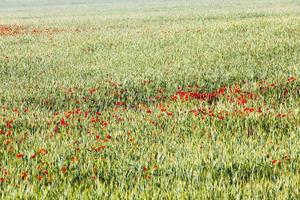 röda vallmo blommor på jordbruksmark foto