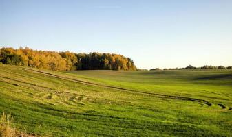 gröna groddar av öron foto