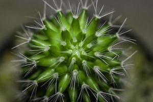 makro vy av vackra gröna kaktus. foto