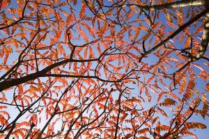 röda löv på träd foto